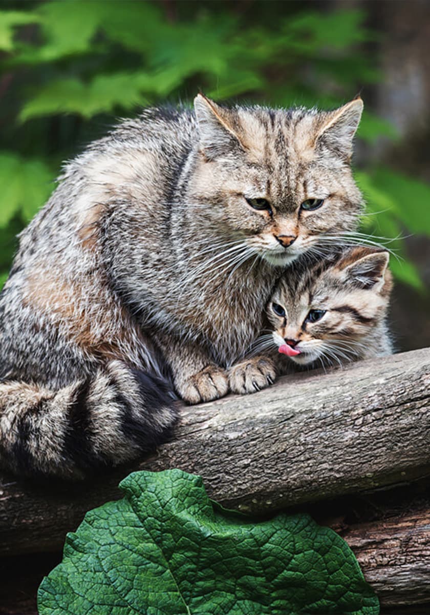 Eine Wildkatze mit einem Jungen sitzt auf einem Baumstamm im grünen Wald.